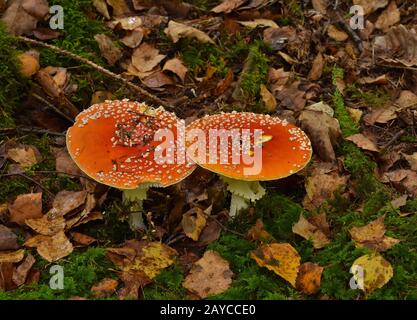 Fliegen Sie agarisch, fliegen sie amanita, königliche Fliege agarisch Stockfoto