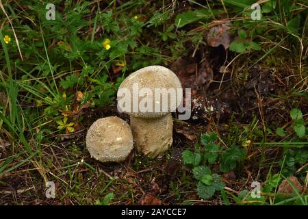 Pestle Puffball, langstielige Puffkugel Stockfoto