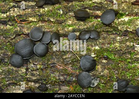 bachelor's Button, Black Bulgar, Black Jelly Drops, Black-Stud-Pilz, Poor man's Lakritze Stockfoto