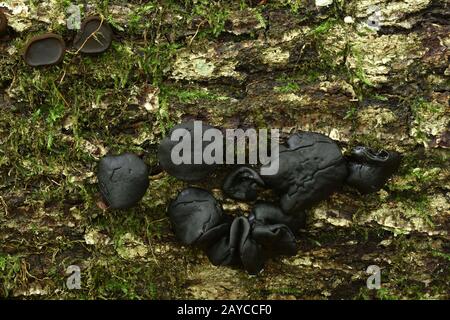 bachelor's Button, Black Bulgar, Black Jelly Drops, Black-Stud-Pilz, Poor man's Lakritze Stockfoto