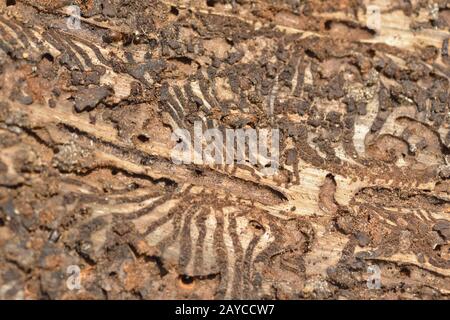 Briefpresse oder großer achtzehn Fichtenrindenkäfer Stockfoto