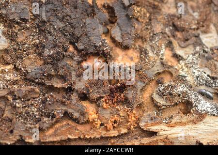 Briefpresse oder großer achtzehn Fichtenrindenkäfer Stockfoto