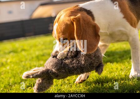 Hund mit Plüschtier Hase im Sommer im Garten Stockfoto