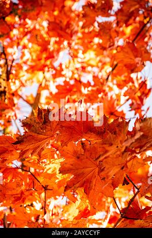 Leuchtend rote Ahornblätter im Herbst gegen Himmel am Baum. Stockfoto