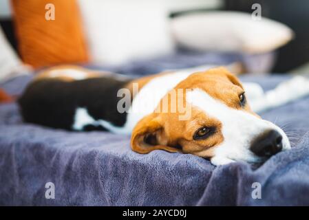 Beagle-Hund liegt im Schatten auf dem Gartensofa, das sich vor der Sommersonne versteckt Stockfoto