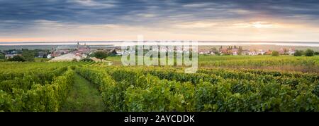 Weinberge in der Nähe der Ortschaft Rust am See im burgenländischen Stockfoto