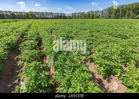 Landschaft mit Kartoffelpflanzen auf niederländischem Kartoffelfeld Stockfoto