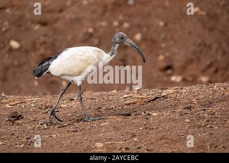 Vogel-Afrikanisches Sakrales Ibis, Äthiopien-Safari-Tierwelt Stockfoto