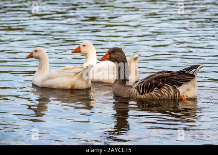 Drei Goosen schwimmen auf dem Fluss und suchen nach einem Schlummer zum Essen. Stockfoto