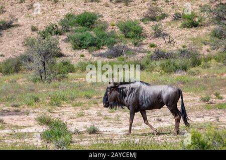 Blue Wildebeest in der Kalahari, Südafrika Stockfoto