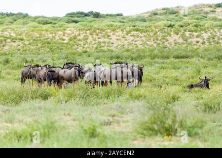 Blue Wildebeest in der Kalahari, Südafrika Stockfoto