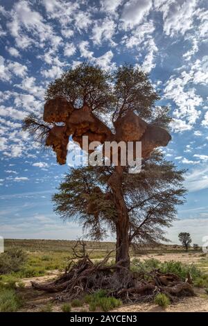 Afrikanische sociable Weaver großes Nest am Baum Stockfoto