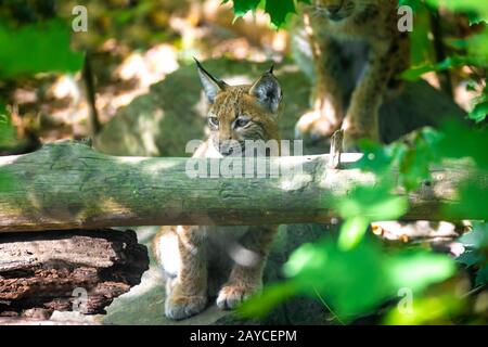 Niedliches kleines Kätzchen von Lynx Lynx Stockfoto