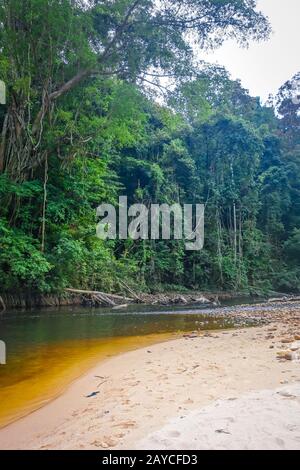 Fluss im Dschungel-Regenwald Taman Negara Nationalpark, Malaysia Stockfoto
