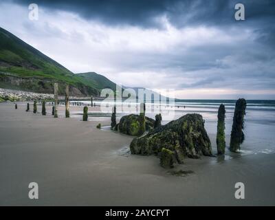 Alte Stangen eines zerstörten Stegs am rossbeigh Beach kerry ireland Stockfoto