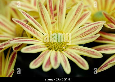 Gelbe Gazanie oder Schatzblume Stockfoto