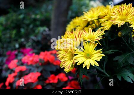 Gelbe Gazanie oder Schatzblume Stockfoto