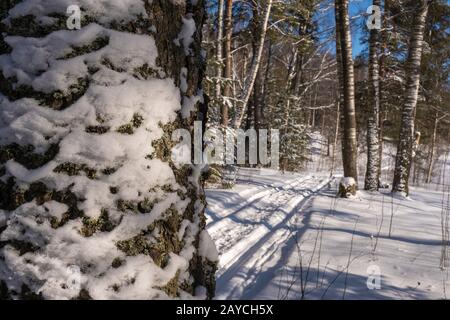 Der Stamm eines großen Baumes im Schnee und ein schneebedeckter Winterwald an einem sonnigen Tag. Stockfoto