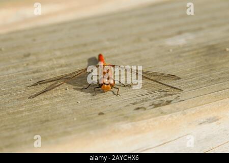 Vagrant darter "ympetrum vulgatum" Stockfoto