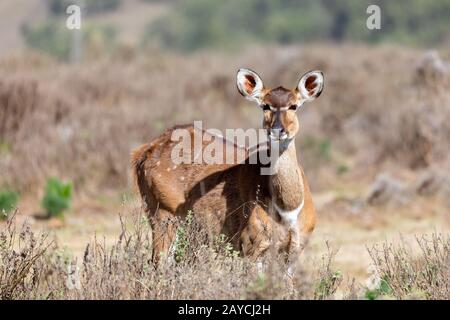 Berg nyala, Äthiopien, Afrika Witlife Stockfoto