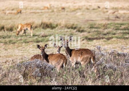 Berg nyala, Äthiopien, Afrika Witlife Stockfoto