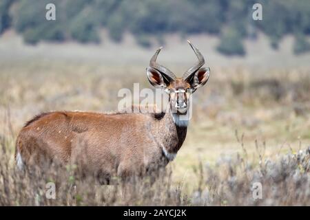 Berg nyala, Äthiopien, Afrika Witlife Stockfoto