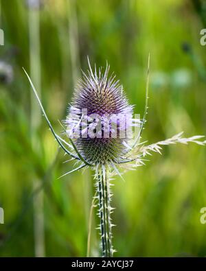 Nahaufnahme von Wildcartblüten Stockfoto