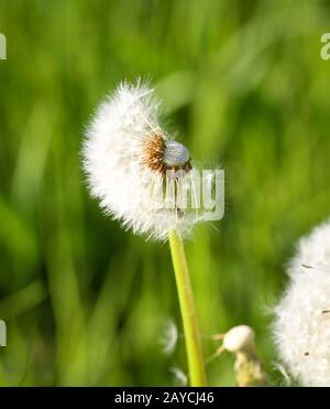 Ein Löwenzahn. Löwenzahn. Dandelion ruhig abstrakte Nahaufnahme Stockfoto