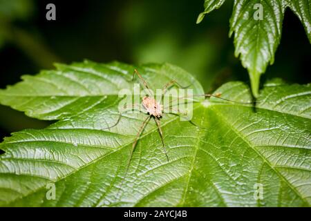 Harvester (Schnitter, Daddy Longleg, opiliones) sitzt auf einem grünen Blatt in direktem Sonnenlicht Stockfoto