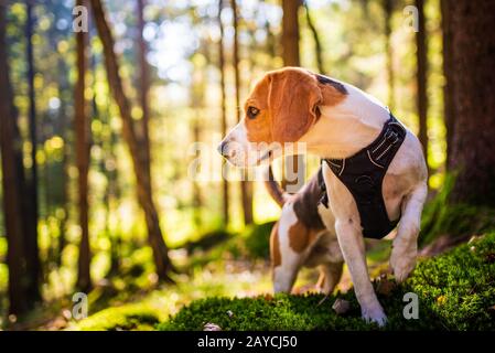 Die Beagle Hund im sonnigen Herbst Wald. Alarmierte huond Suche nach Duft und Hören auf das Holz klingt. Stockfoto