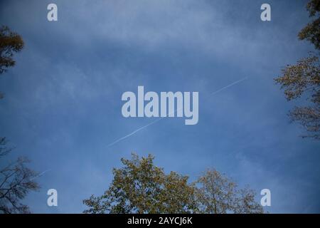 Baumwipfel blicken von unten in den Himmel. Dunkelblauer Himmel mit kleinen Wolken. Baumbaldachin in den Ecken. Eine weiße Linie von Flugzeugen am Himmel Stockfoto