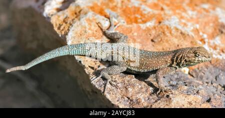 Westliche, seitliche Eidechse, ausgewachsenes Männchen, Sonnenbaden. Stockfoto