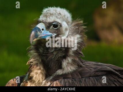 Mönch Geier oder eurasischer schwarzer Geier, Aegypius monachus Stockfoto