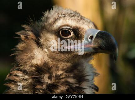 Mönch Geier oder eurasischer schwarzer Geier, Aegypius monachus Stockfoto