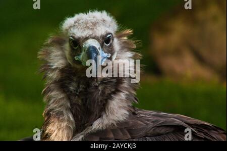 Mönch Geier oder eurasischer schwarzer Geier, Aegypius monachus Stockfoto