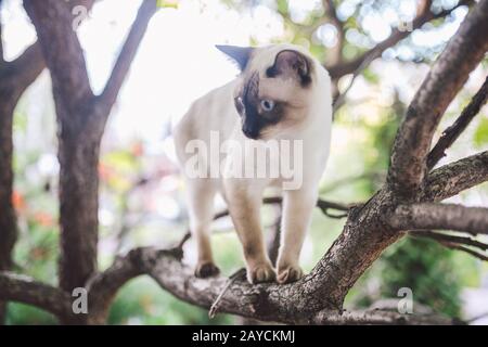 Katzenklimmbaum. Katzenkochen jagt auf Baum. Schmückbares Katzen-Porträt auf Baumzweig. Reinrassige Kurzhaarkatze ohne Schwanz. Mekong Bob Stockfoto