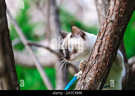 Katzenklimmbaum. Katzenkochen jagt auf Baum. Schmückbares Katzen-Porträt auf Baumzweig. Reinrassige Kurzhaarkatze ohne Schwanz. Mekong Bob Stockfoto