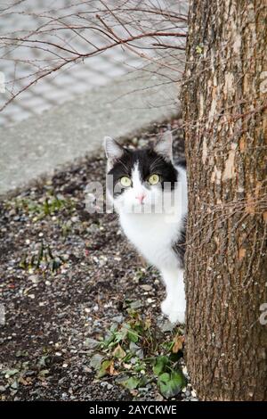 Porträt einer Katze Stockfoto