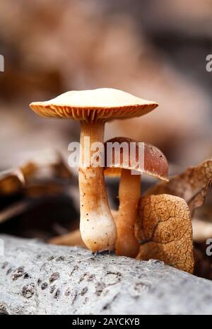 Herbst ist Pilzzeit, Pilze im Wald im Herbst Stockfoto