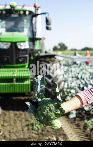 Arbeiter zeigt Brokkoli auf Plantage. Brokkoli pflücken. Traktor und automatisierte Plattform in Brokkoli im großen Garten. Stockfoto