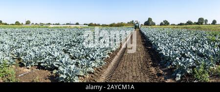 Traktor in Brokkoli Ackerland. Große Brokkoli Plantage. Konzept für wachsende Brokkoli. Stockfoto