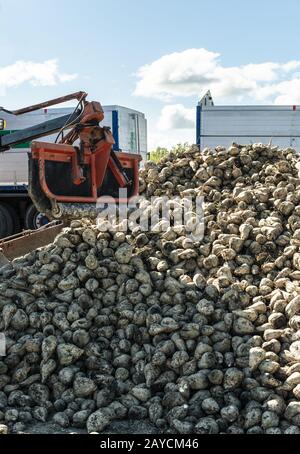 Maschine erntet Zuckerrüben. Stockfoto