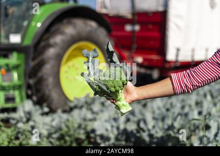 Arbeiter zeigt Brokkoli auf Plantage. Brokkoli pflücken. Stockfoto