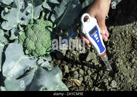 Agronom misst den Boden in der Brokkoli Plantage. Nahaufnahme des Brokkolis im Garten. Industrielle Bodenbearbeitung und -Messung. Stockfoto