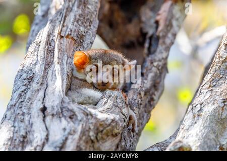 Kleine Nacht sportlicher Lemur, madagassische Tierwelt Stockfoto