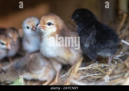 Mutter Henne mit Babyhühnern Stockfoto