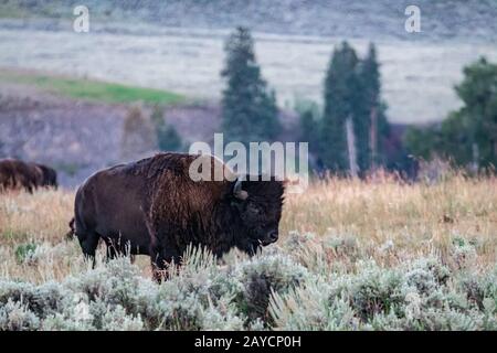 Yellowstone National Park Bison weidet im lamar-tal Stockfoto