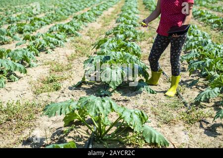 Bauer misst Boden in der Zucchini-Plantage. Bodenmessgerät und Tablette. Stockfoto