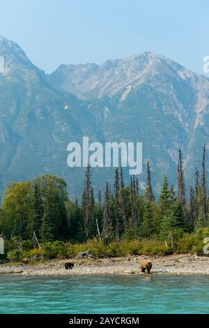 Ein Braunbär (Ursus arctos) sät und ihre Jungtiere (etwa 6 Monate alt) suchen am Ufer des Lake Crescent im Lake-Clark-Nationalpark nach Lachs Stockfoto
