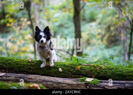 Wandern mit Hund in Deutschland Stockfoto